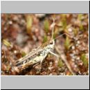 Myrmeleotettix maculatus - Gefleckte Keulenschrecke 17 Teverener Heide.jpg